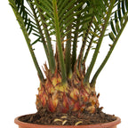 Cycas Revoluta – Indoor Plant