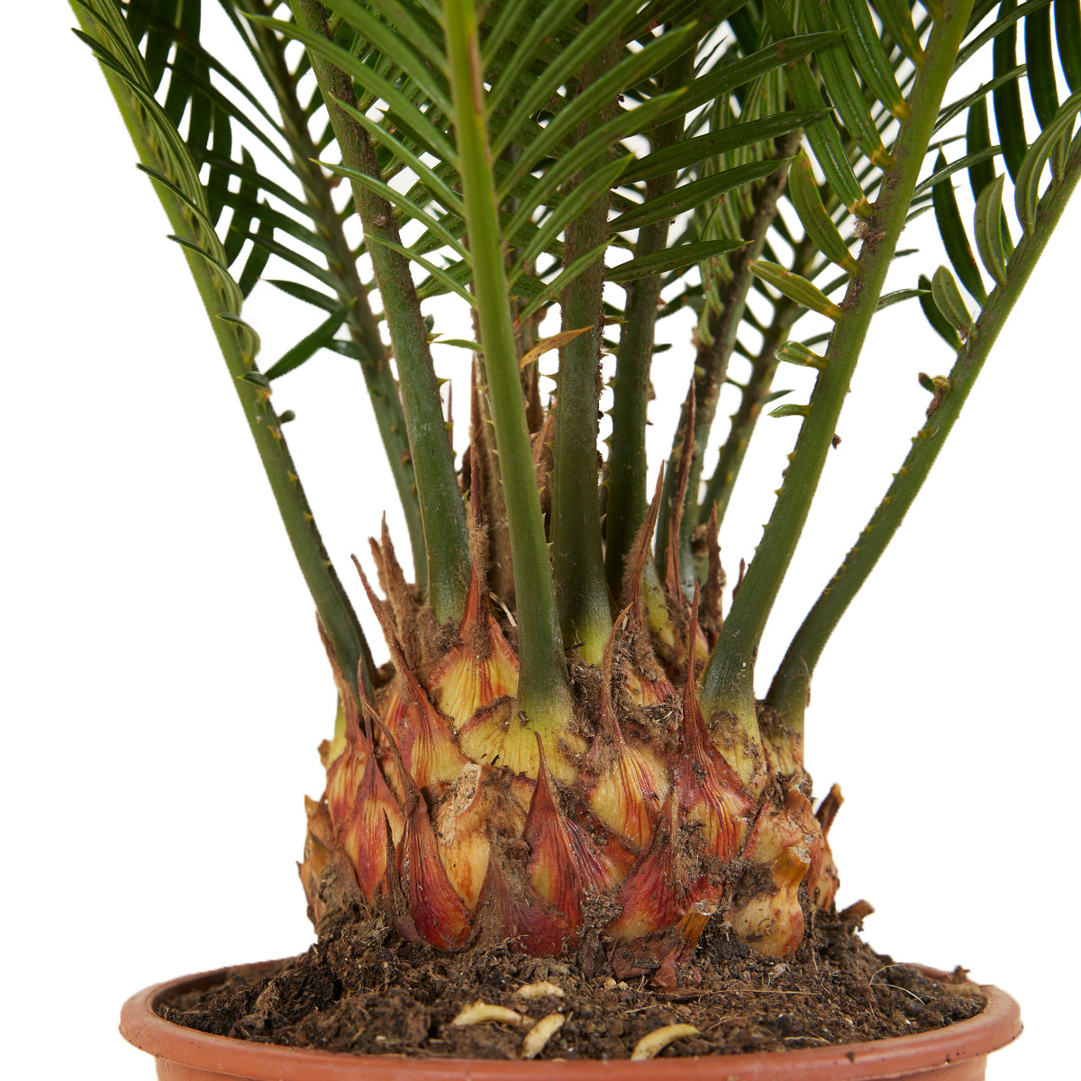 Cycas Revoluta – Indoor Plant
