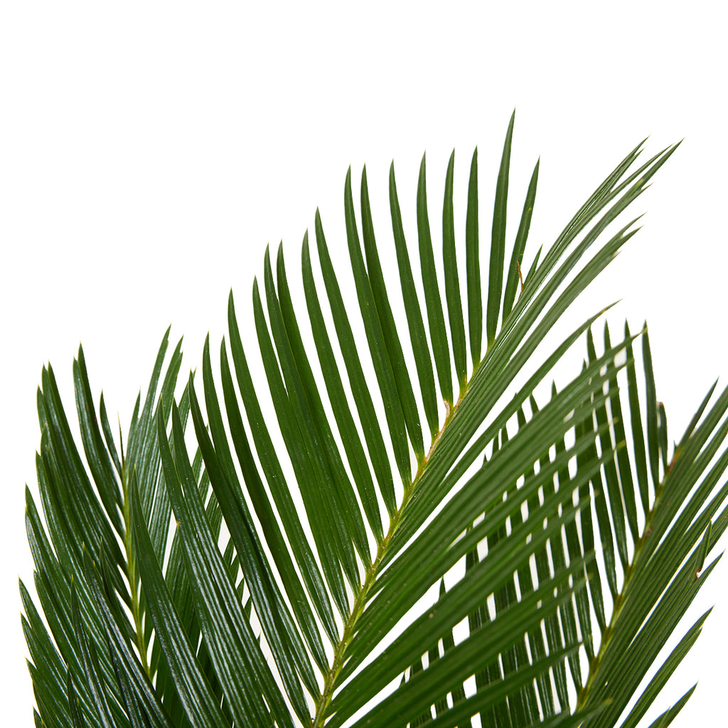 Cycas Revoluta – Indoor Plant