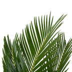 Cycas Revoluta – Indoor Plant