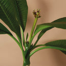 Plumeria Frangipani