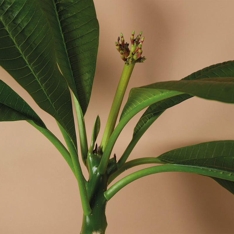 Plumeria Frangipani
