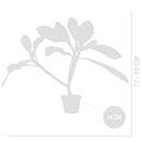 Plumeria Frangipani