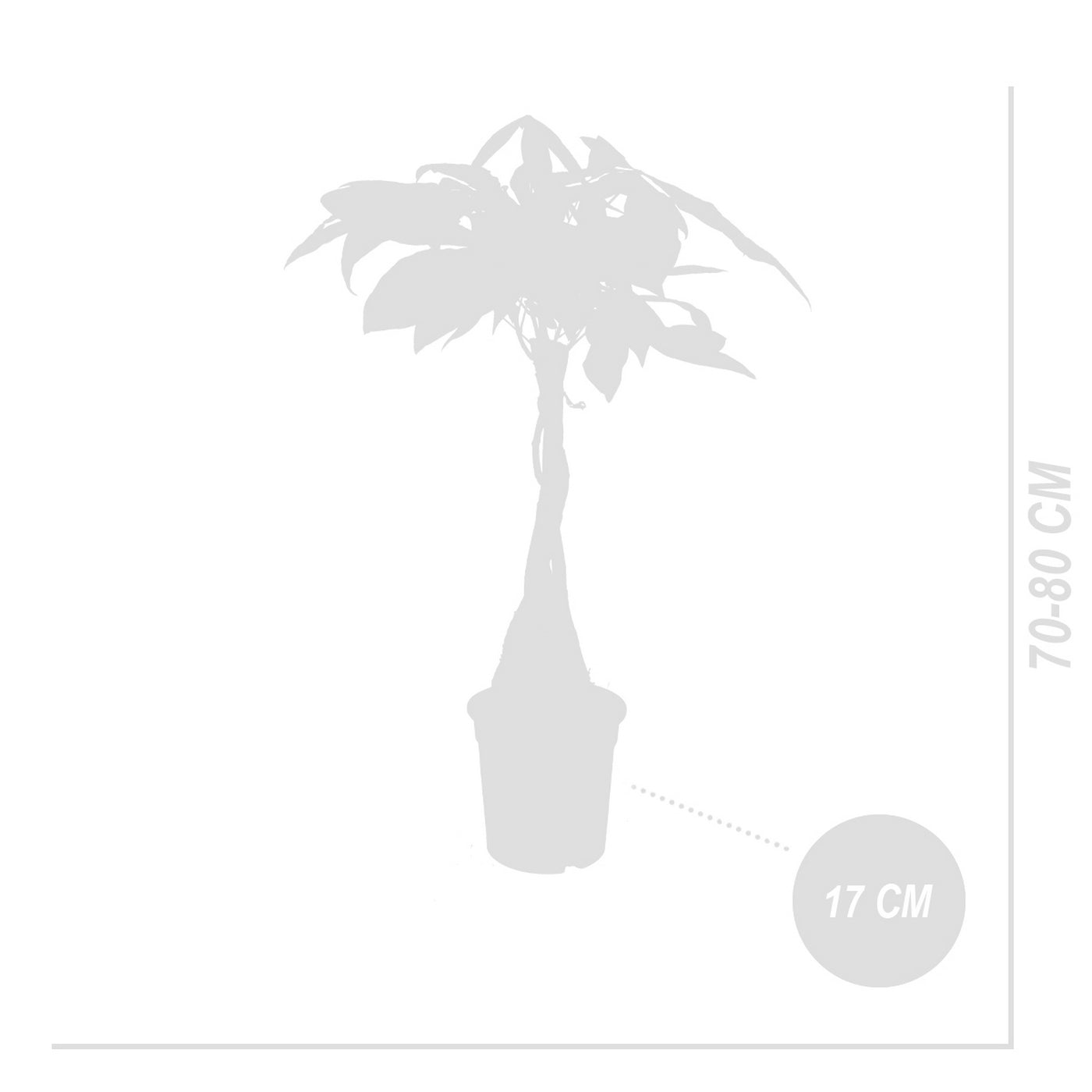 Pachira Arbre À Monnaie – Plante D'Intérieur