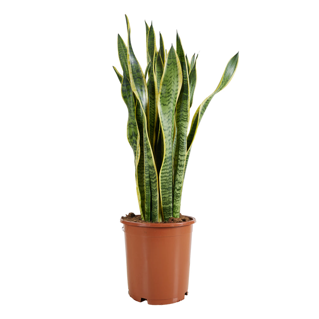 Sansevieria Laurentii XL – Indoor Plant