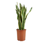 Sansevieria Laurentii XL – Indoor Plant