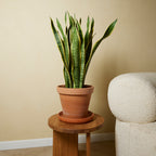 Sansevieria Laurentii XL – Indoor Plant