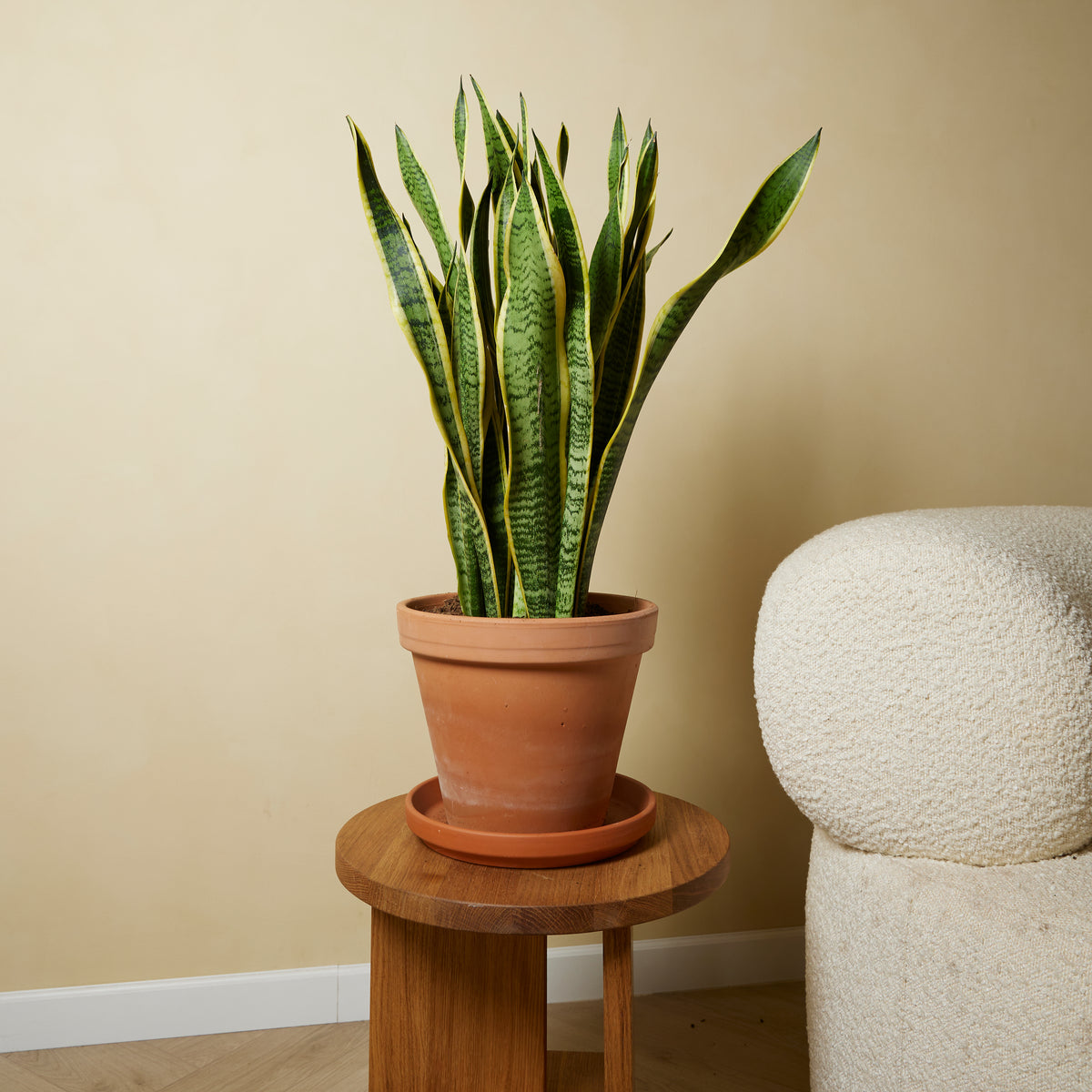 Sansevieria Laurentii XL – Indoor Plant