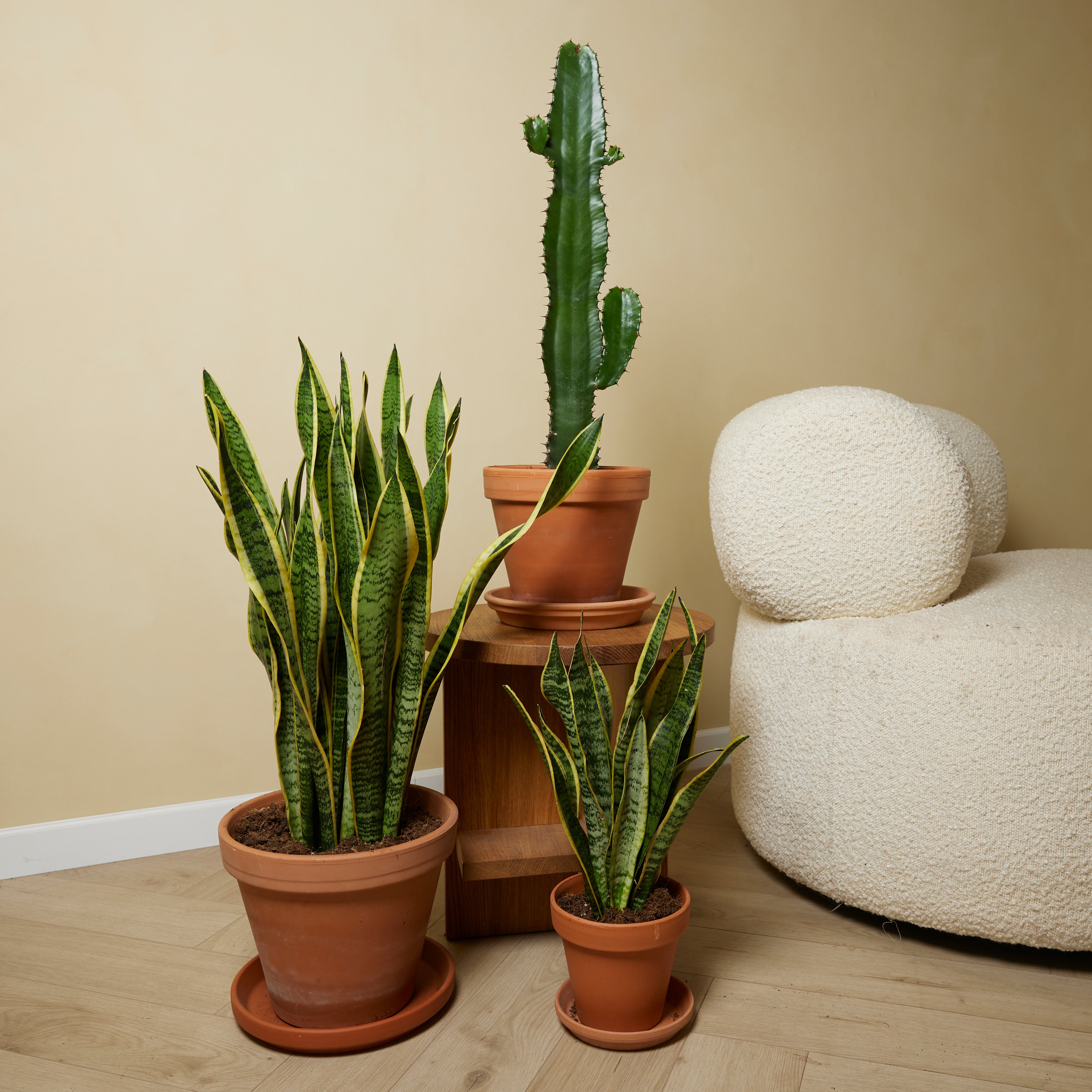Sansevieria Laurentii XL – Indoor Plant