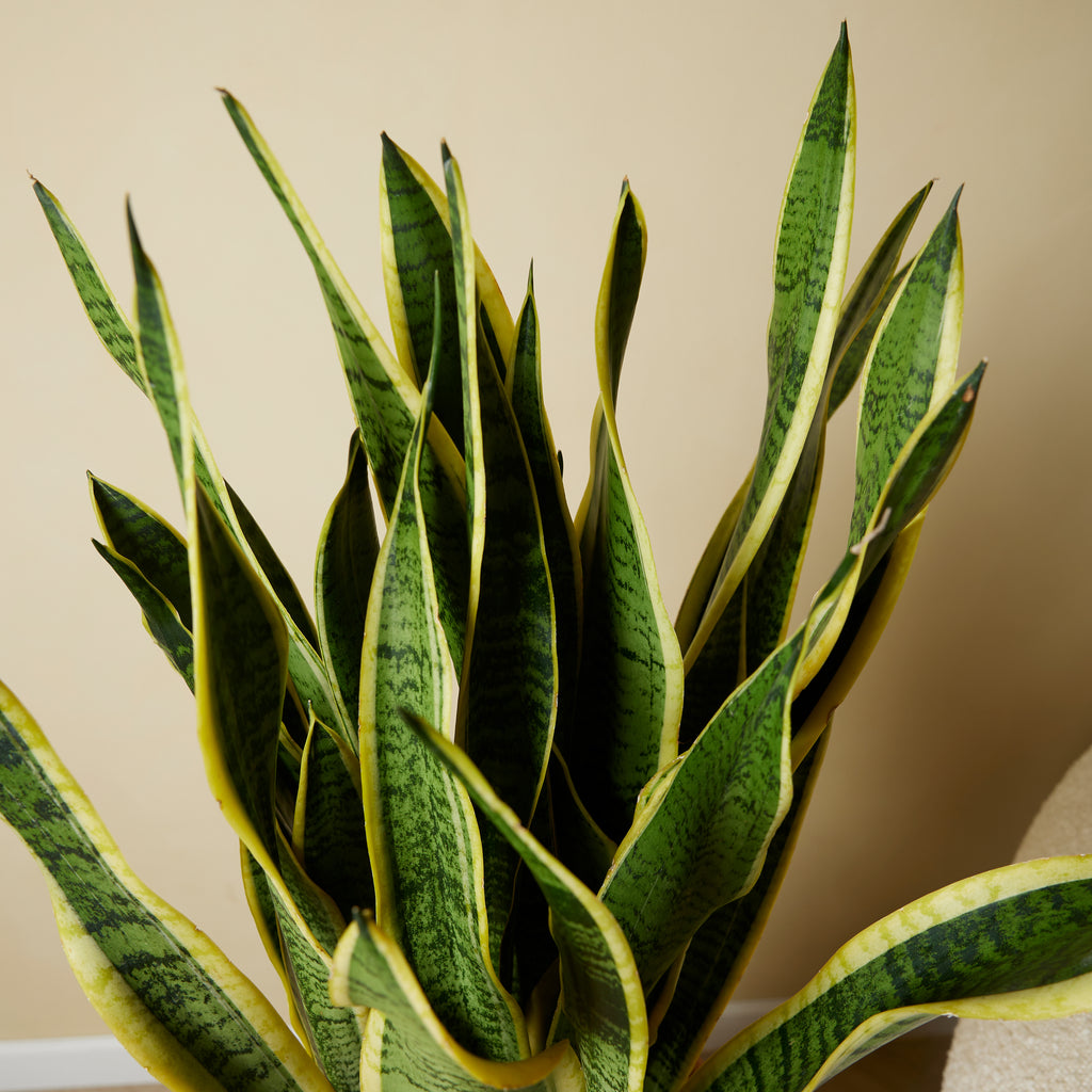 Sansevieria Laurentii XL – Indoor Plant