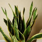 Sansevieria Laurentii XL – Indoor Plant