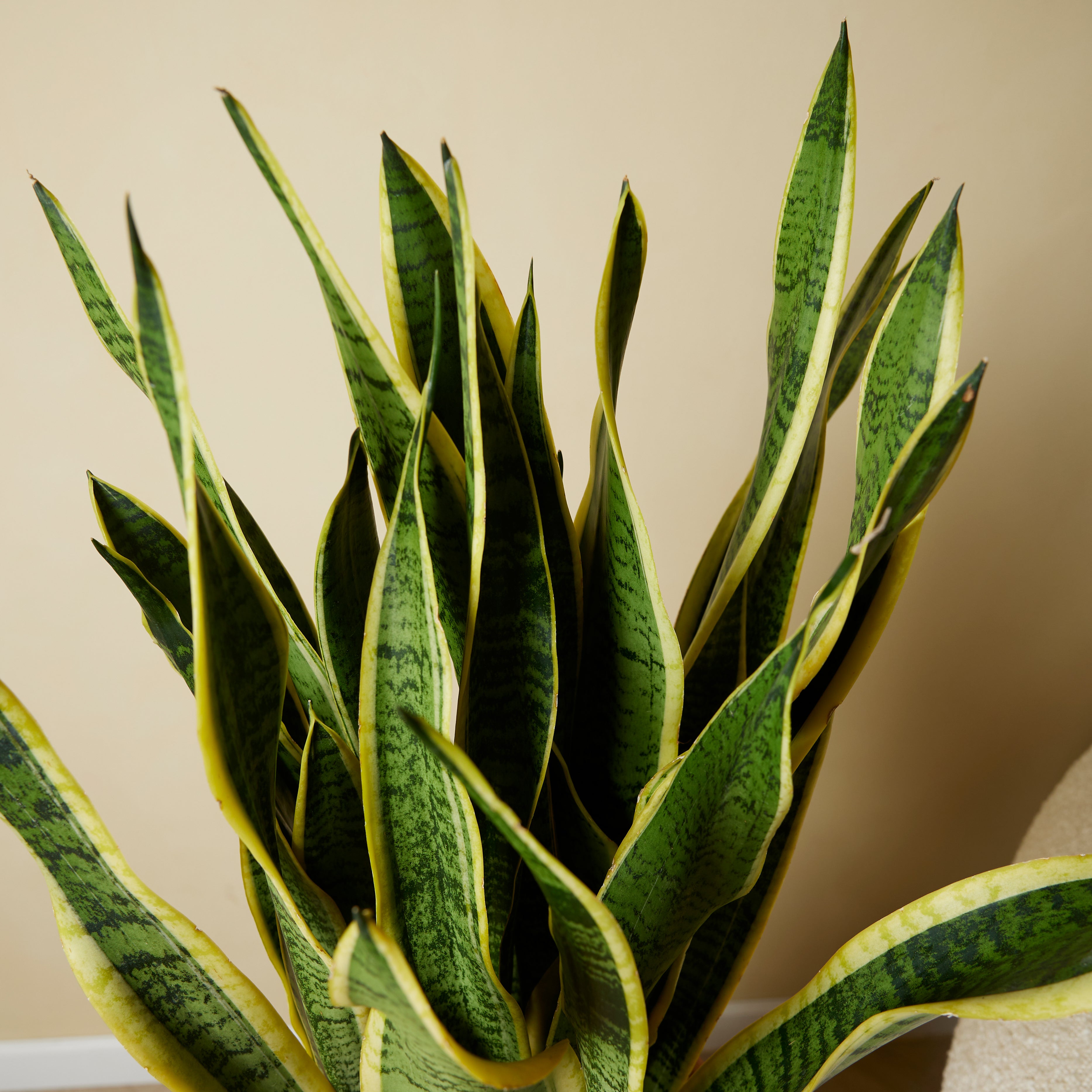 Sansevieria Laurentii XL – Indoor Plant