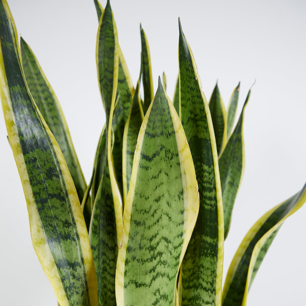 Sansevieria Laurentii XL – Indoor Plant