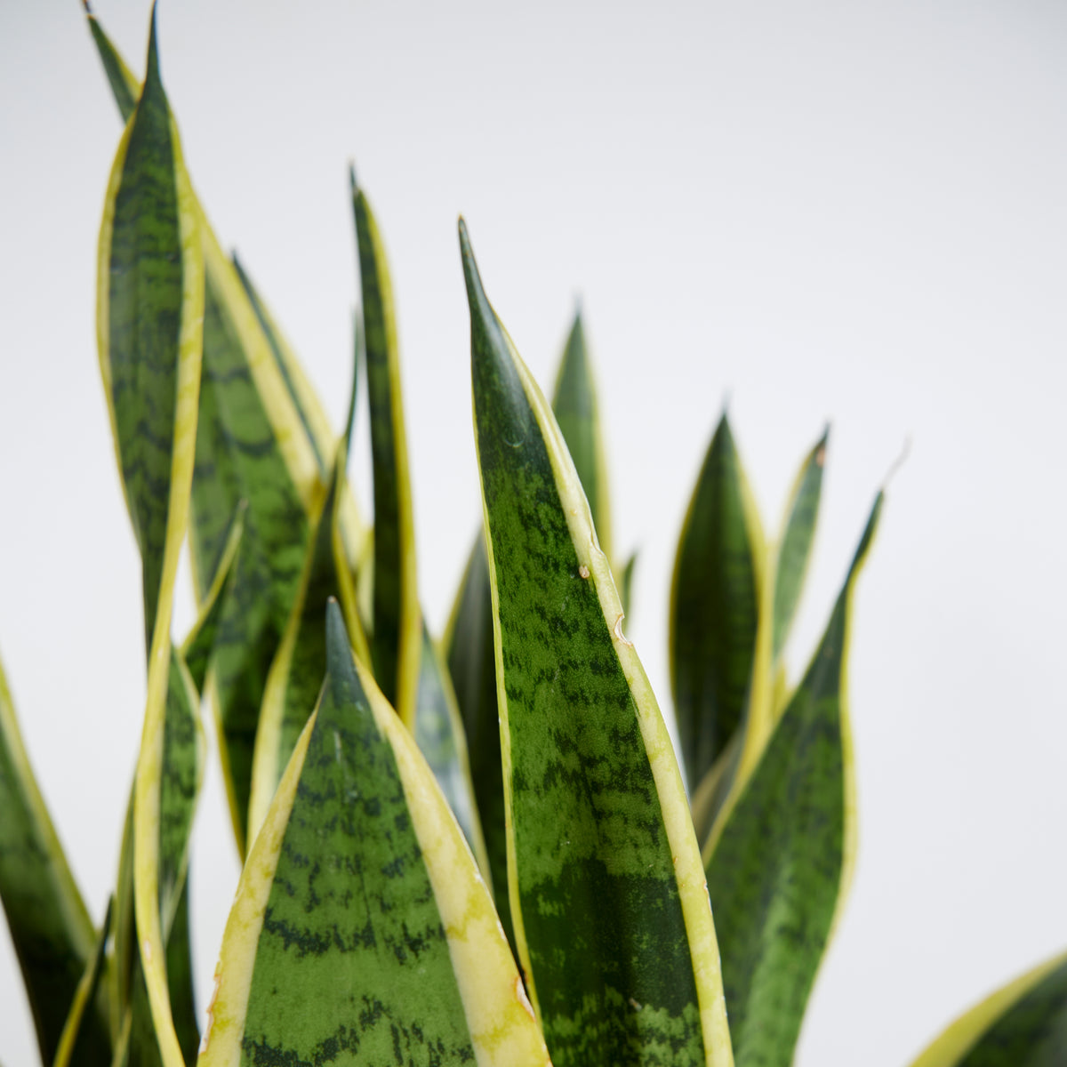 Sansevieria Laurentii XL – Indoor Plant