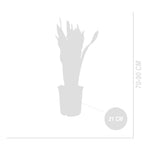 Sansevieria Laurentii XL – Indoor Plant