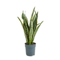 Sansevieria laurentii – Planta de interior