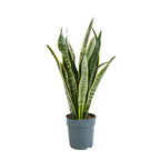 Sansevieria laurentii – Planta de interior