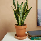 Sansevieria laurentii – Planta de interior