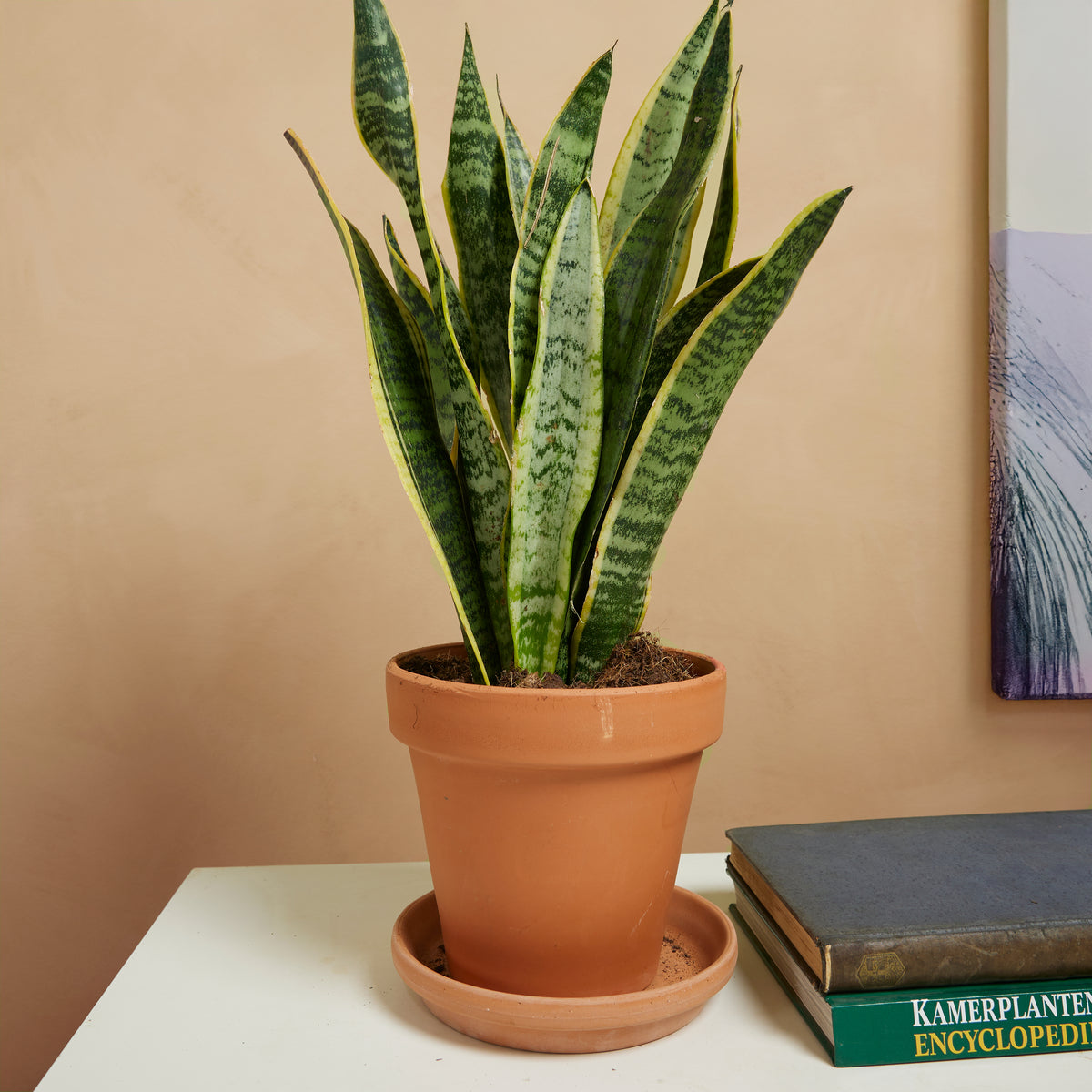 Sansevieria laurentii – Planta de interior