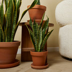 Sansevieria laurentii – Planta de interior