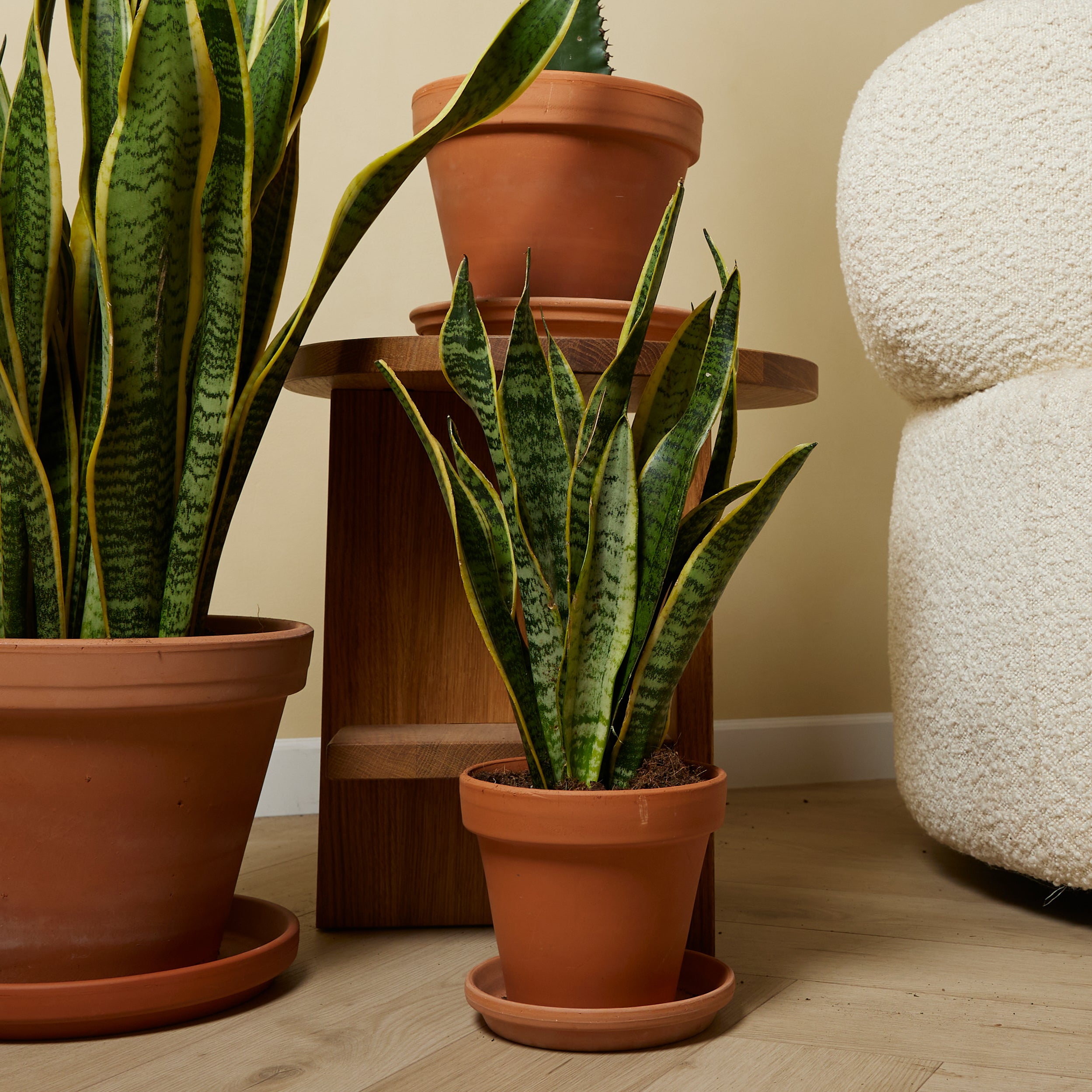 Sansevieria laurentii – Planta de interior