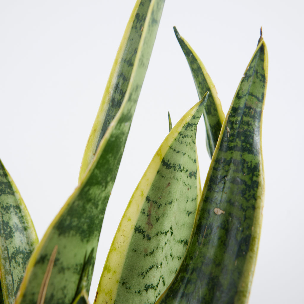 Sansevieria laurentii – Planta de interior