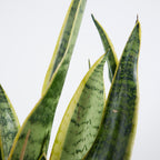Sansevieria laurentii – Planta de interior
