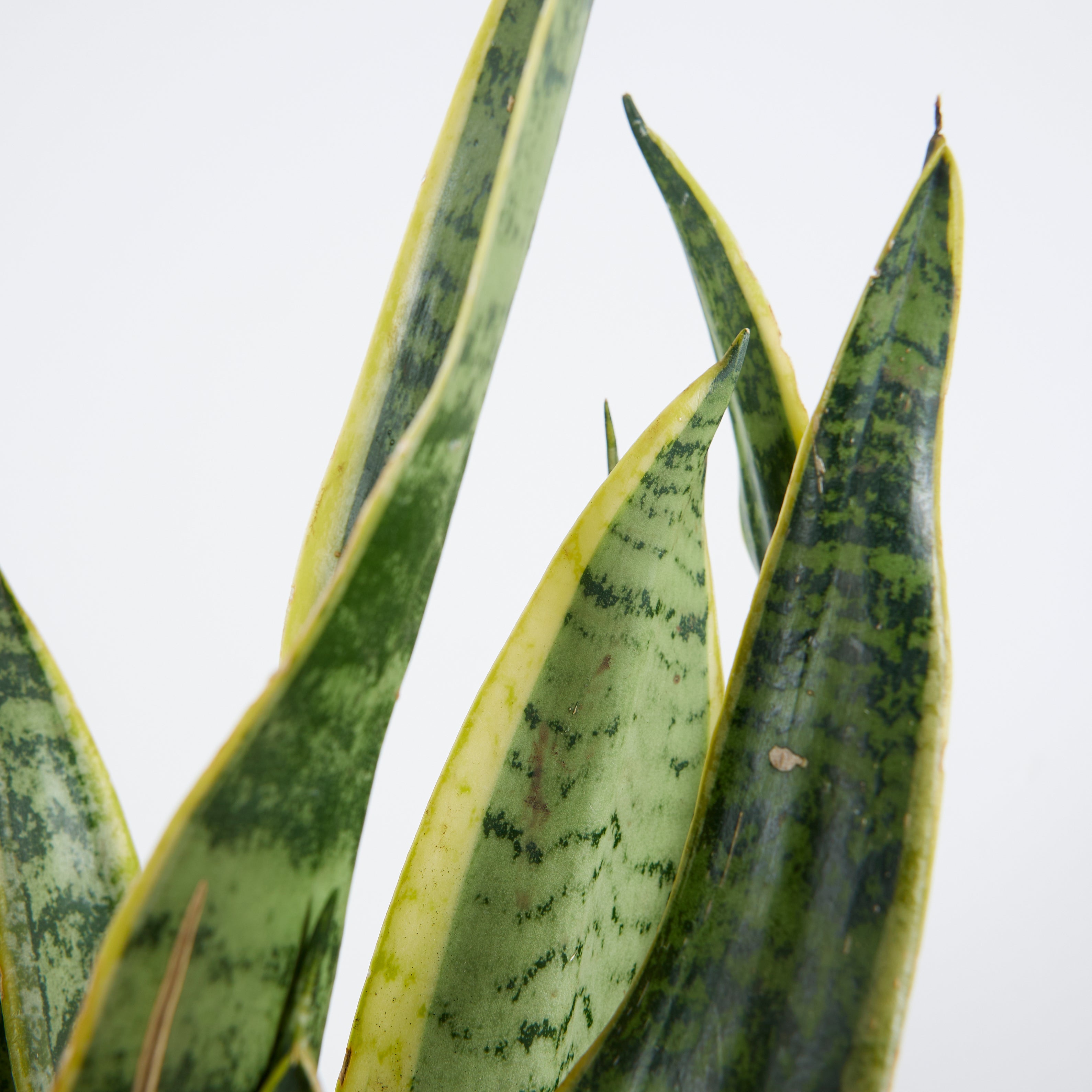 Sansevieria laurentii – Planta de interior