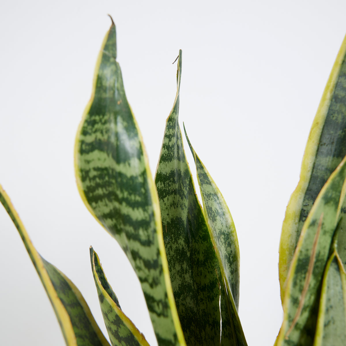 Sansevieria laurentii – Planta de interior