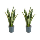 Lot Of 2 Sansevières Laurentii