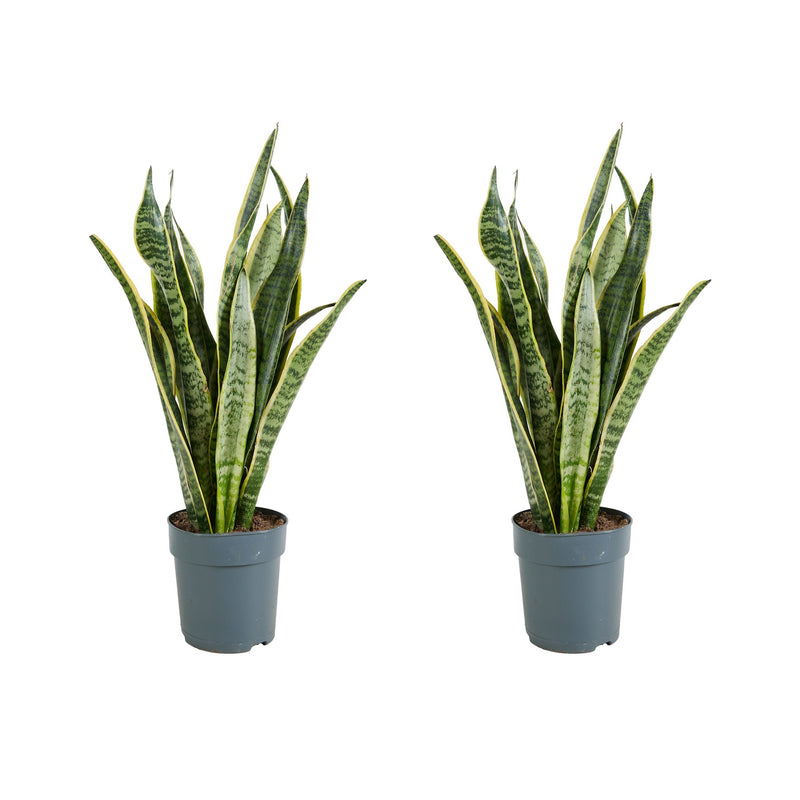Lot Of 2 Sansevières Laurentii