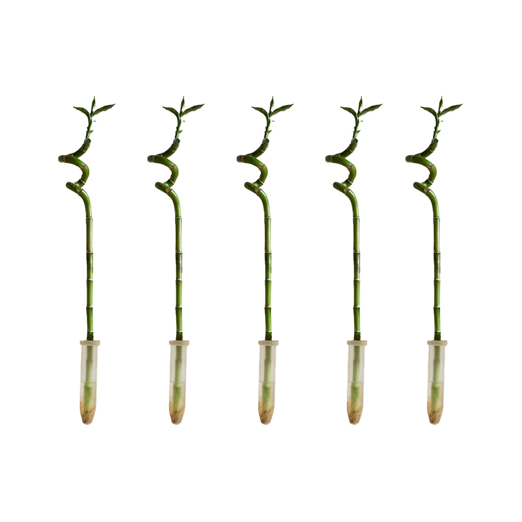 Set of 5 Dracaena Sanderiana – Houseplant