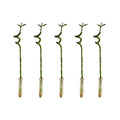 Set of 5 Dracaena Sanderiana – Houseplant