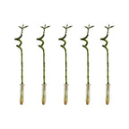 Set of 5 Dracaena Sanderiana – Houseplant