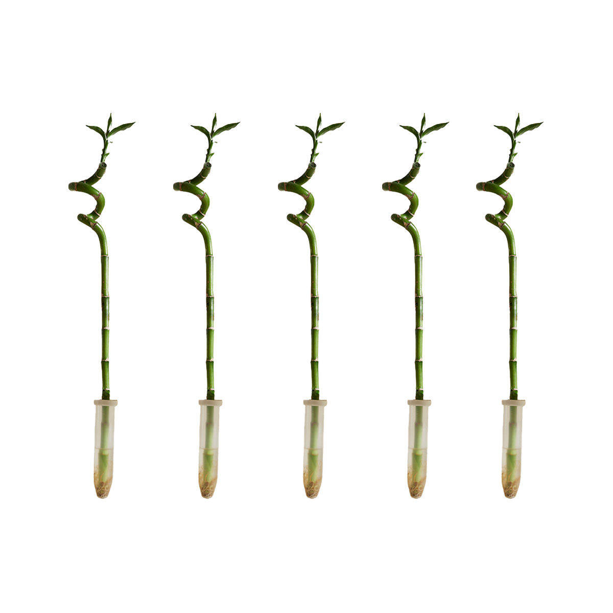 Set of 5 Dracaena Sanderiana – Houseplant