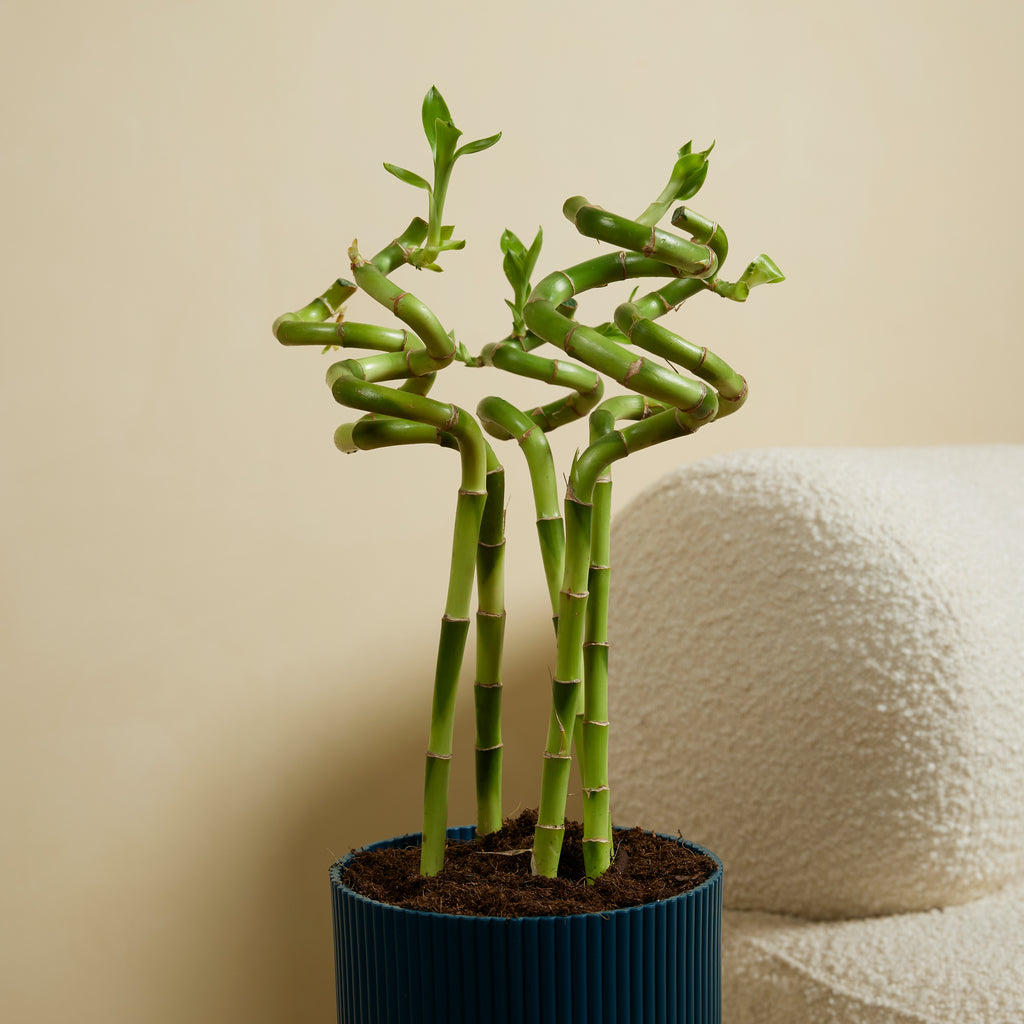 Set of 5 Dracaena Sanderiana – Houseplant