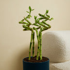 Set of 5 Dracaena Sanderiana – Houseplant