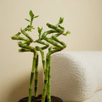 Set of 5 Dracaena Sanderiana – Houseplant