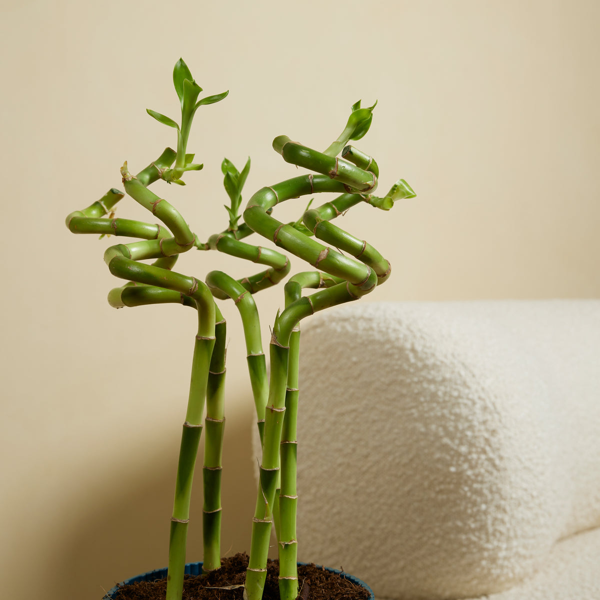 Set of 5 Dracaena Sanderiana – Houseplant