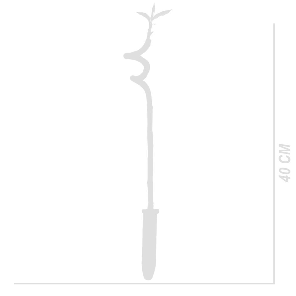 Set of 5 Dracaena Sanderiana – Houseplant