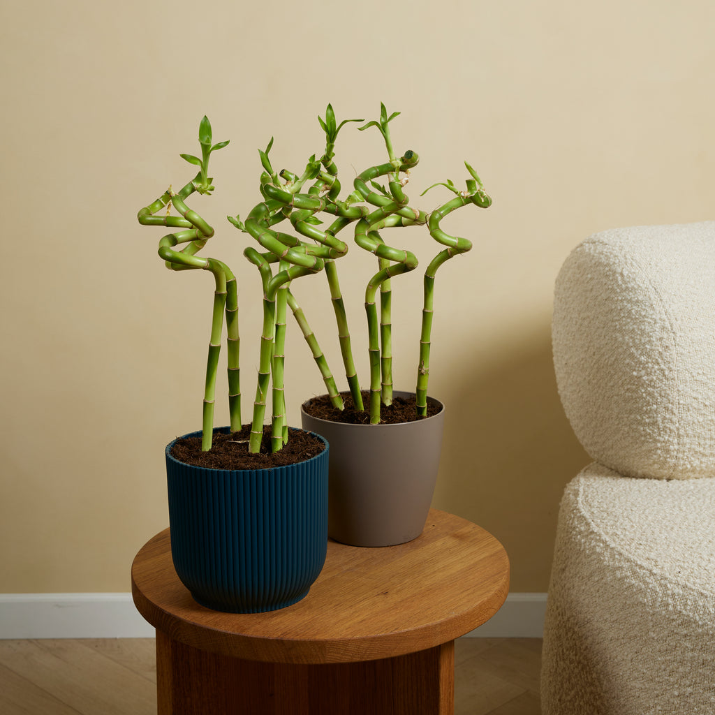 Set of 5 Dracaena Sanderiana – Houseplant