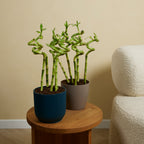 Set of 5 Dracaena Sanderiana – Houseplant