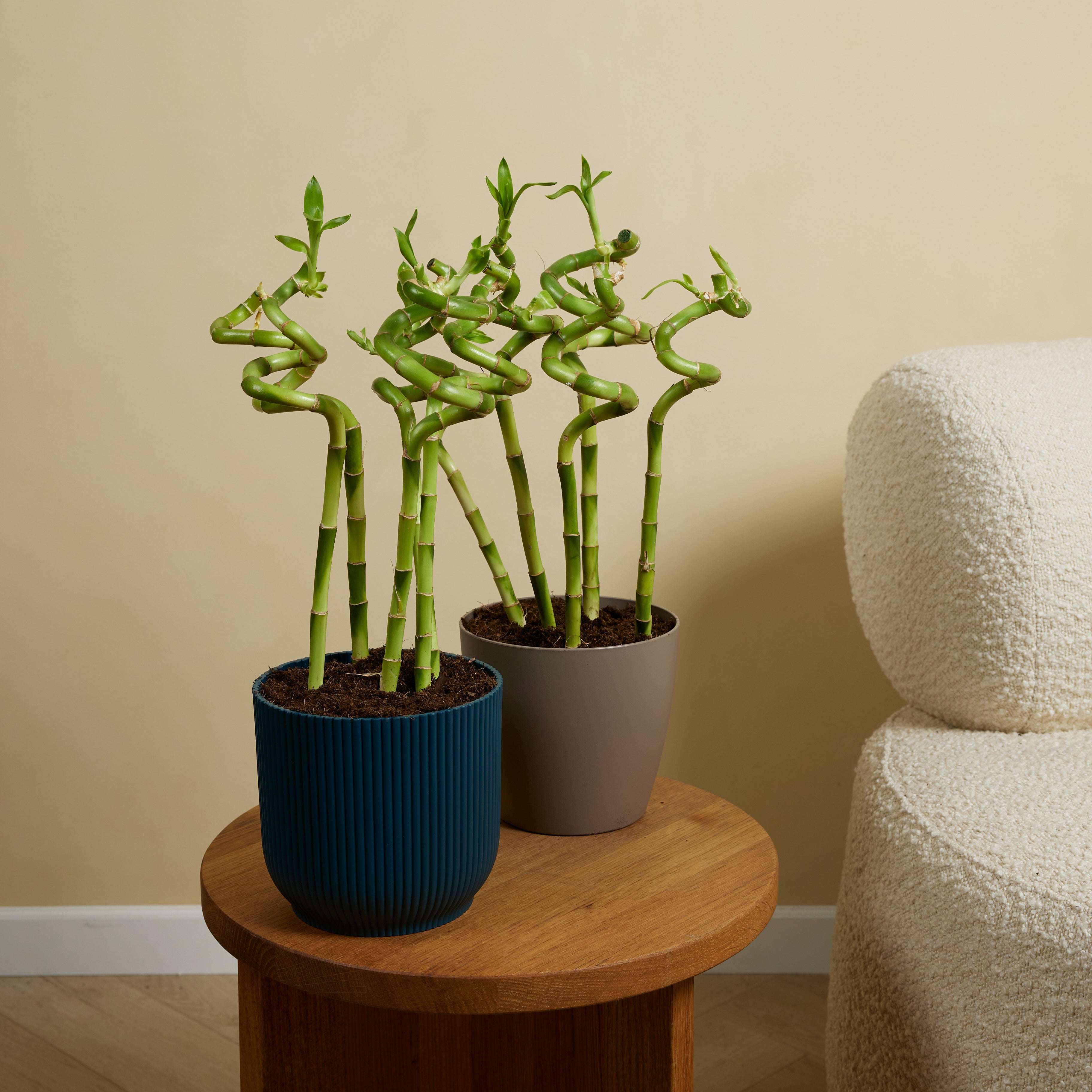 Set of 5 Dracaena Sanderiana – Houseplant