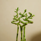 Set of 5 Dracaena Sanderiana – Houseplant