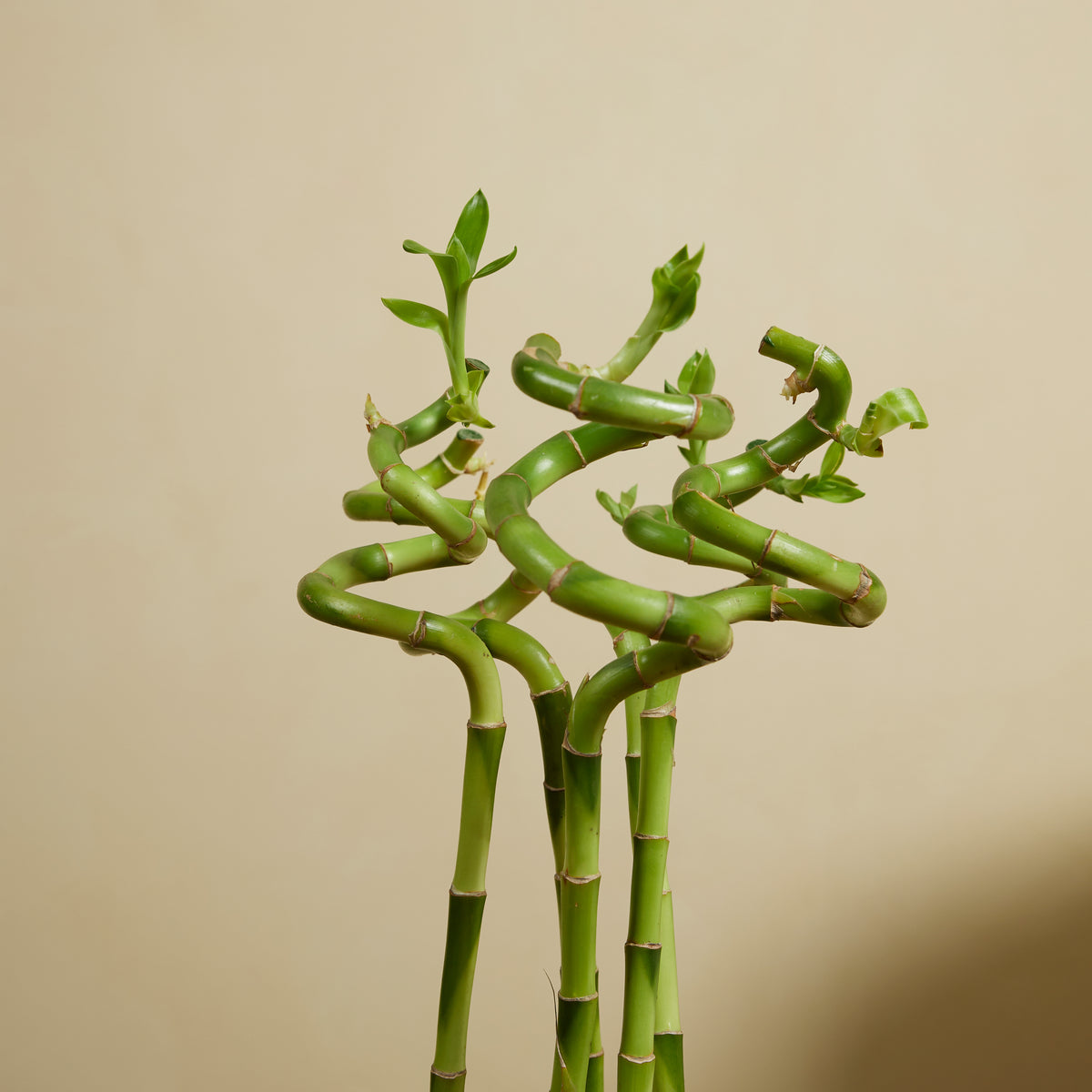Set of 5 Dracaena Sanderiana – Houseplant