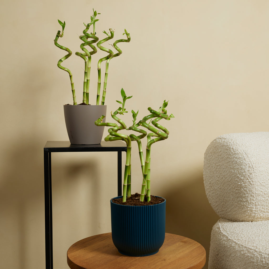 Set of 5 Dracaena Sanderiana – Houseplant