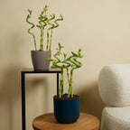 Set of 5 Dracaena Sanderiana – Houseplant