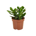 Crassula ovata – Planta de interior
