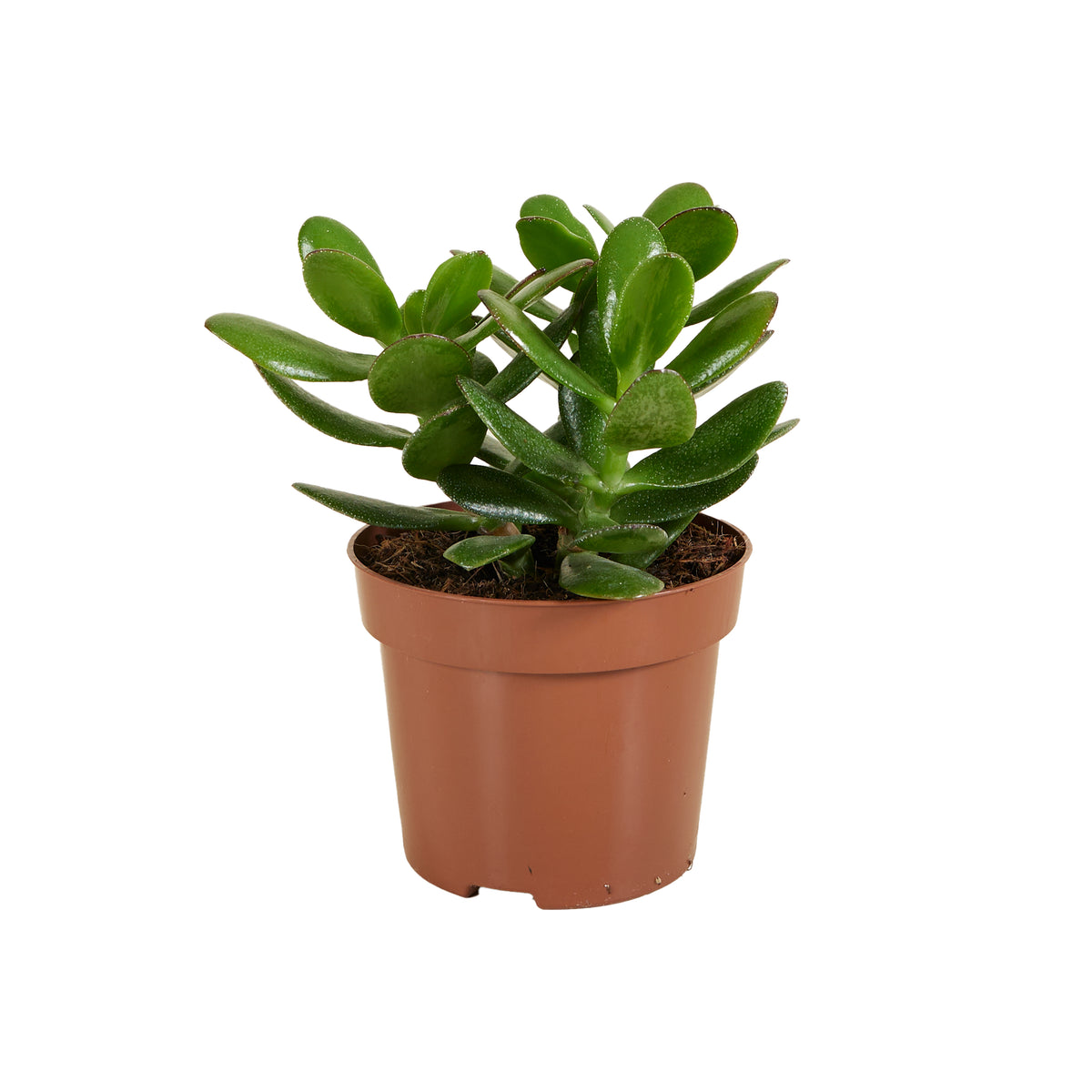 Crassula ovata – Planta de interior