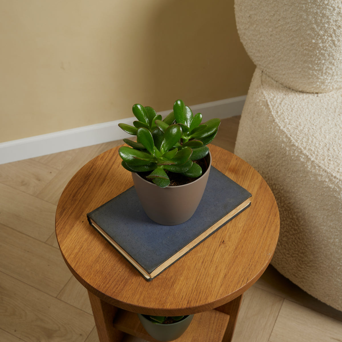 Crassula ovata – Planta de interior